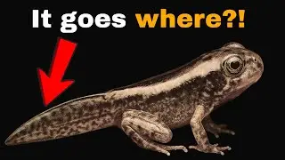 Where do tadpole tails go?