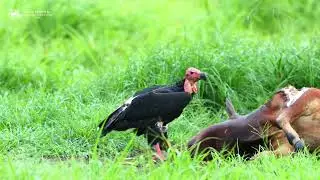 The Red-Headed Vulture | Sarcogyps calvus | Critically endangered Bird species |