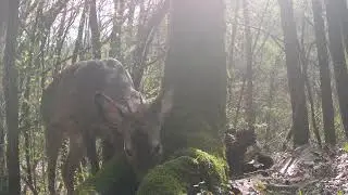 Un Albero Lungo Un Anno - Primavera