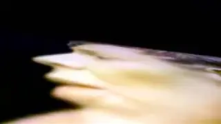 DRILLBIT - dance like a dickhead