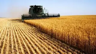 South African Wheat Farmers are in deep trouble . #southafrica2025 