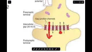 Synaptic Integration