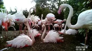 Flamingo behaviour #2 - Nesting