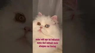Kucing mata belang atau odd eye#shorts