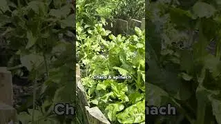 The Permaculture Garden at Glastonbury