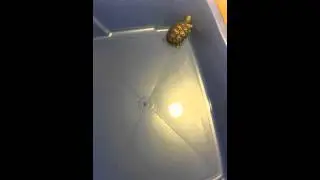 Baby leopard tortoise hates soak!