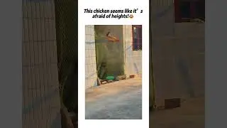 Is this chicken practicing flying?