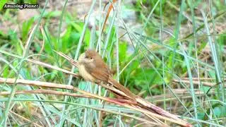 Ashy wren-warbler (Prinia socialis) - Ashy Prinia