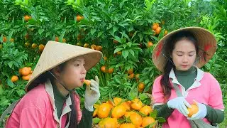 Harvesting Sweet Mandarins for Market Sell & Cooking a Traditional Recipe | Peaceful Garden Life
