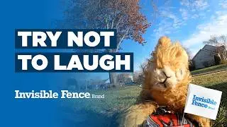 Best RC Dog Training Tricks | Invisible Fence Rabbit Racer Mashup