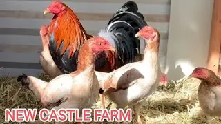 New Castle Farm &mdash; Время кормления, Форма, Открытый, Крытый курятник, Загоны для разведения