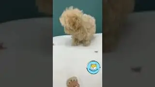 Корейские Микро Мальтипу в России на www.micropet.ru
