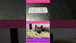 FIV in Cats Feline Immunodeficiency Virus