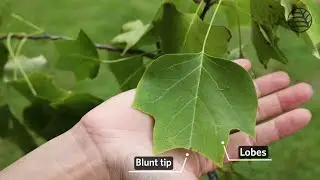 Tulip tree | Liriodendron tulipifera