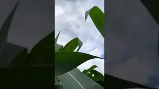 2024 Squires Produce Corn crop update