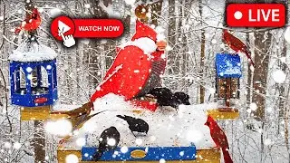 🔴 LIVE 4K Bird Feeder Cam | ❄️SNOWING in Nashville - Watch Now!📺