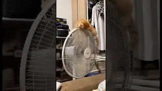 кот на расслабление #animals #cat