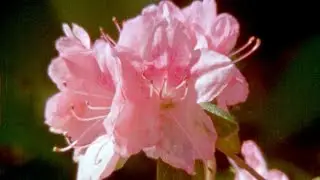 Haley Heynderickx & Max Garc&iacute;a Conover - Boars (Official Music Video)