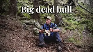 Fjord Red Deer Deadhead | Shed Hunting 2024