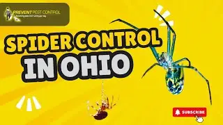 Fall Spider Control in Ohio