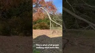 Trees that can walk