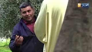 أفلا يتدبّرون/ شجرة الزيتون المباركة..