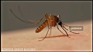 MOSQUITO'S PROBOSCIS