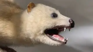 Harvard Swan island hutia coypu Puerto Rican tanager Carib grackle Antillean bullfinch brocket 12854