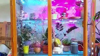 Terrarium and Greenhouse Cabinet Plant Tour