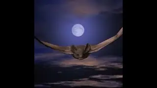 EMERGENCY BAT REMOVAL NJ - BAT GUANO REMOVAL - CALL NEW NUMBER (862) 658-2086