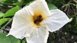 A beautiful flower zoom in Video| Free stock  with 4K resolution  for content creators.