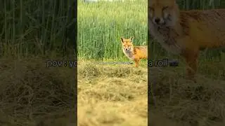 POV: You Open My Camera Roll 📸 #photography #shorts #wildlifephotography #nature