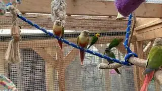 Inside Conure Parrot Aviary