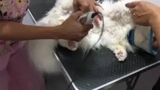 Exotic Longhair Persian Cat Grooming Session - Part 1