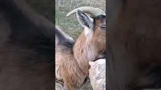 More goat content!