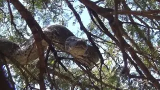  massive African rock python has been documented climbing and resting in trees