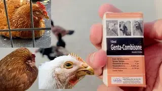 About Genta Combisone Injection For Birds And Animals