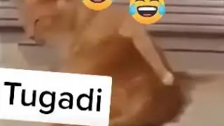 BOLAY DESANG MUSTAQIL