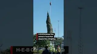 H-E-B Christmas Tree arrives in San Antonio's Travis Park