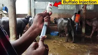 Buffalo Video | Moxel Injection 3000 Mg | Treatment For Udder & Teats Problem