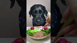 Eat the pig's tail, cute pet debut plan, it smells so good, Labrador dog, when you have a greedy l
