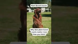 Eco-Friendly Pet Care Tips | Sustainable Dog Hacks-Eco Tips for Dog Owners | GoEcoPaw Hacks