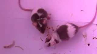 Baby mice eating seeds