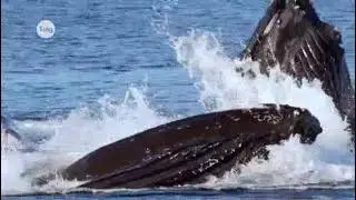 Ocean Food Web