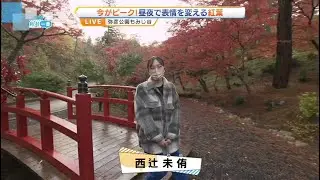 【いまが見ごろ】晩秋の弥彦公園もみじ谷の紅葉　　《新潟》