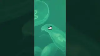Weird Animal Facts That May Surprise You 3