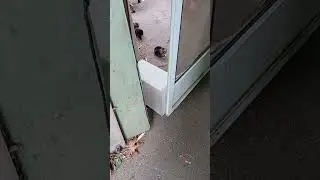 #kitten Spawn Point