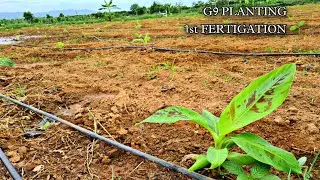 WE PLANTED  G9 BANANA VARIETY HOW WE MAINTAINED FOR FIRST 30 DAYS G9 అరటి సాగు మొదలు ||AGRI GURU||