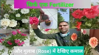 गुलाब (Rose) Ke liye Best Fertilizer ll Best Fertilizer for Rose Plant ll @Keepgreen-Savearth