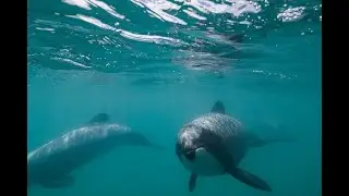 The Hidden World of Hector's and Māui Dolphins